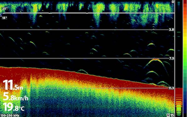 Sonar image showing fish arches, the bottom line, and depth readings