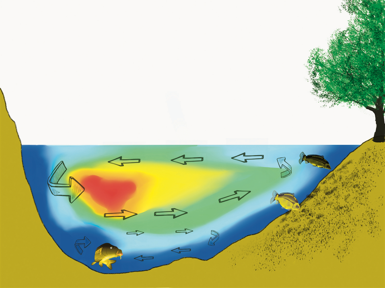 Diagram showing carp locations near the river bottom