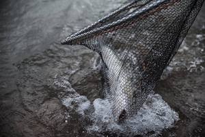 Zander in a landing net