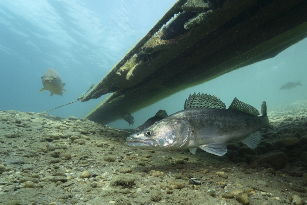 Zander underwater, from the previous spring article
