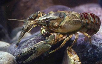 catch-big-pike-spiny-cheek-crayfish