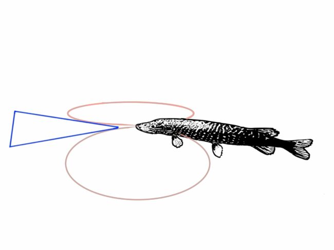 pike-fishing-tips-articles