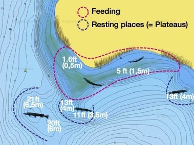 pike hunts and feed on underwater humps and Plateuas next to the shore, 2-3 m oder 6-9 ft