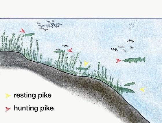 Pike above vegetation with white fish as prey