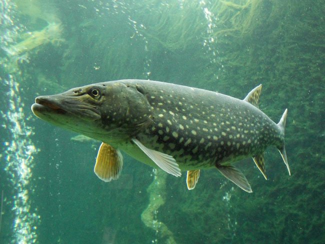 what_does_a_Northern_pike_look_like
