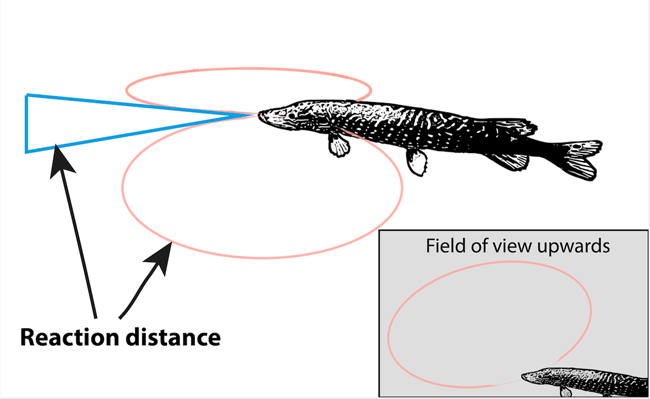 pike-cast-lure-attack-distance-attention