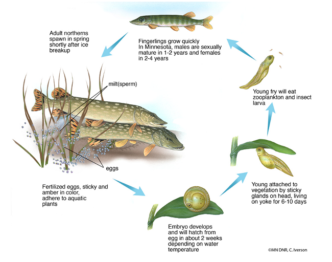 life_cycle_northern_pike