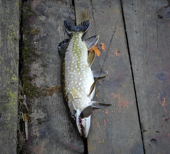 river_pike_fishing