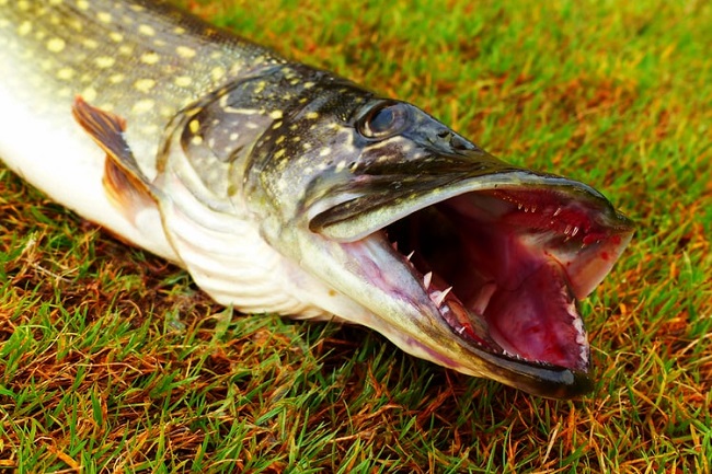 lllᐅ The best tips on Northern Pike fishing