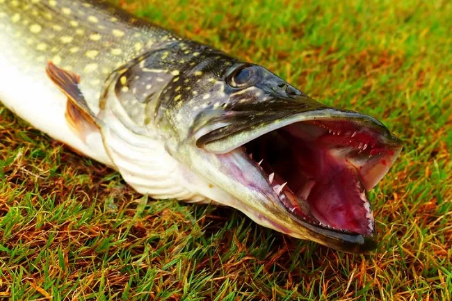 northern_pike_fishing_tips