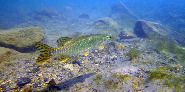 northern-pike-fishing