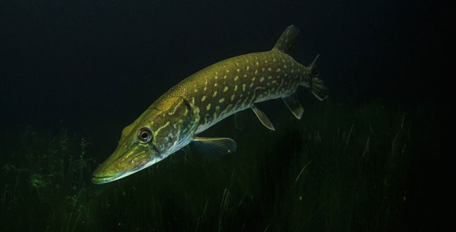 tips-for-pike-fishing
